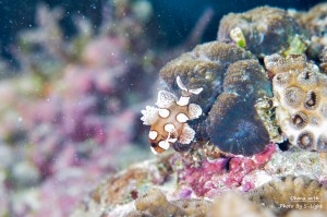 チョウチョウコショウダイ幼魚