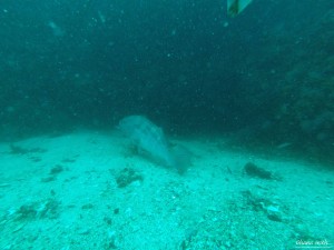 DCIM118GOPROGOPR8253.JPG